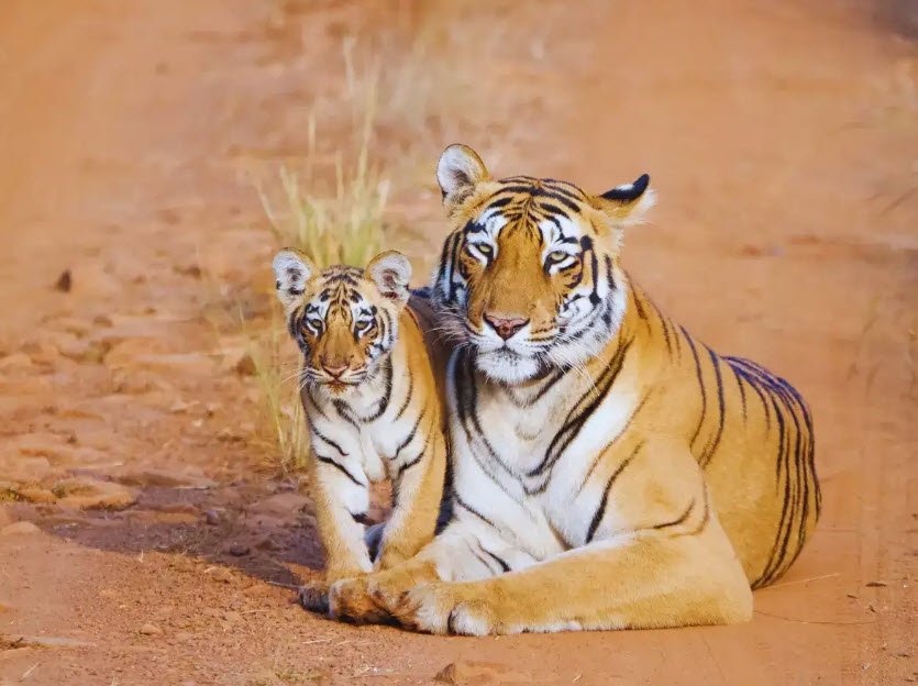 White Cliff Island Wildlife Sanctuary, South Andaman, Andaman and Nicobar Islands - Vushii.com White Cliff Island Wildlife Sanctuary, South Andaman, Andaman and Nicobar Islands - Vushii.com